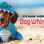 Cineverse’s ‘Dog Whisperer With Cesar Millan’ FAST Channel Celebrates ‘Bark Week’ and Goes Live on Pluto TV