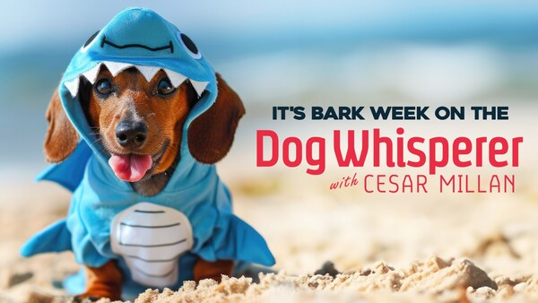 Cineverse’s ‘Dog Whisperer With Cesar Millan’ FAST Channel Celebrates ‘Bark Week’ and Goes Live on Pluto TV